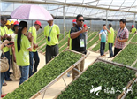 外國(guó)學(xué)員赴點(diǎn)頭考察茶產(chǎn)業(yè)